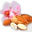 Almond Blossom
