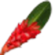 Alpinia