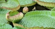 Amazon Lily