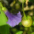 Angels Trumpet