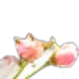 Apple Blossom