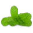 Apple Mint