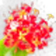 Ashoka Flower