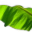 Banana Leaf