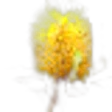 Banksia Australian