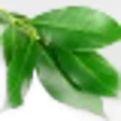 Bay Leaf