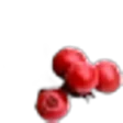 Bearberry
