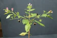 Belladonna