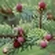 Black Spruce