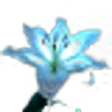 Blue Lilies