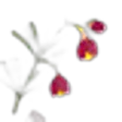 Boronia