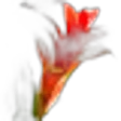 Bromelia