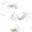 Buchu or Agathosma