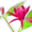 Calycanthus