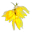 Cananga