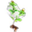 Cangzhu