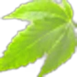 cannabis