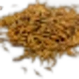 Caraway