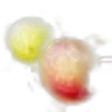 Cassowary fruit