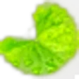 Centella Asiatica