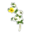 Chaparral