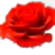 China Rose