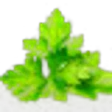 Cilantro