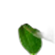 Cinnamon Leaf