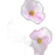 Cosmos Flower