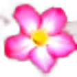 Desert Rose