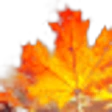 Dried Fallen Leaves