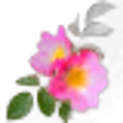 Eglantine Rose
