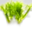 Fennel