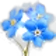 Forget me not