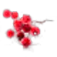 Frosted Berries