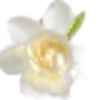 Gardenia