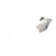 Grapefruit blossom
