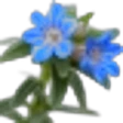 Gromwell