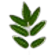Guao or Maiden Plum