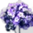 Heliotrope