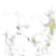 Honeybush or Cyclopia