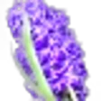 Hyacinth