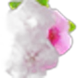 Impatiens