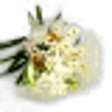 Ledum