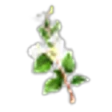 Lemon Myrtle