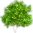 Lemon Tree