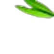 Lemon Verbena