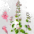 Lesser Calamint