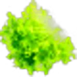 Lettuce