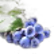Mahonia